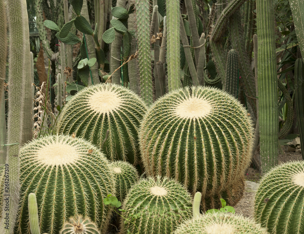 Cactus in the desert Cactus in the desert