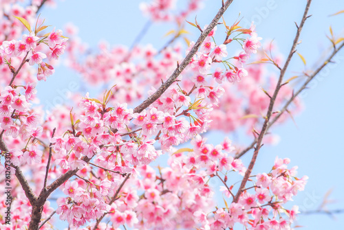 Spring time with beautiful cherry blossoms, pink sakura flowers..