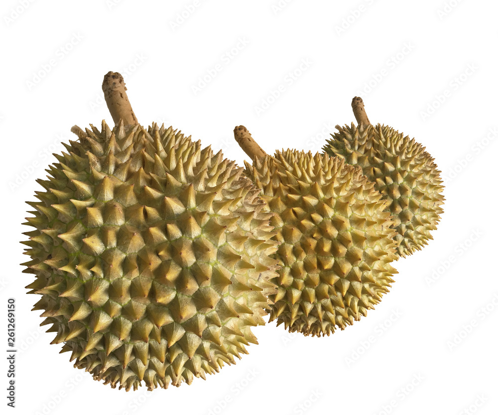 Durian fruit on white background, Durian is king of tropical fruit. Durian fruit on white background, Durian is king of tropical fruit.