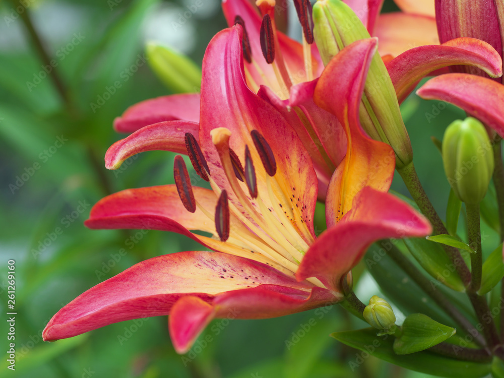 Closeup orange red yellow white Lily flowers in a garden bed, Macro shot, Pistil and stamen and bud and drop scent oil. Closeup orange red yellow white Lily flowers in a garden bed, Macro shot, Pistil and stamen and bud and drop scent oil.