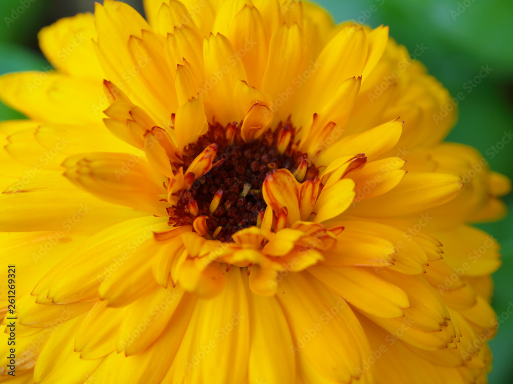 Marigold yellow, flower petals at the base of dark-yellow at the edges light-yellow. Closeup photo garden bed Marigold yellow, flower petals at the base of dark-yellow at the edges light-yellow. Closeup photo garden bed
