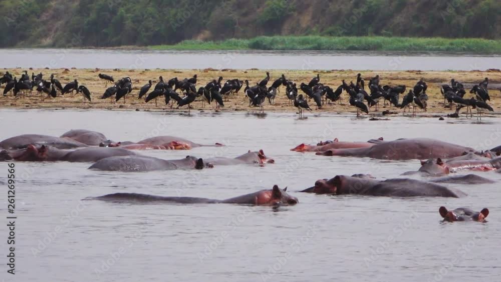 Malawi Hippo At River Edge, Uganda