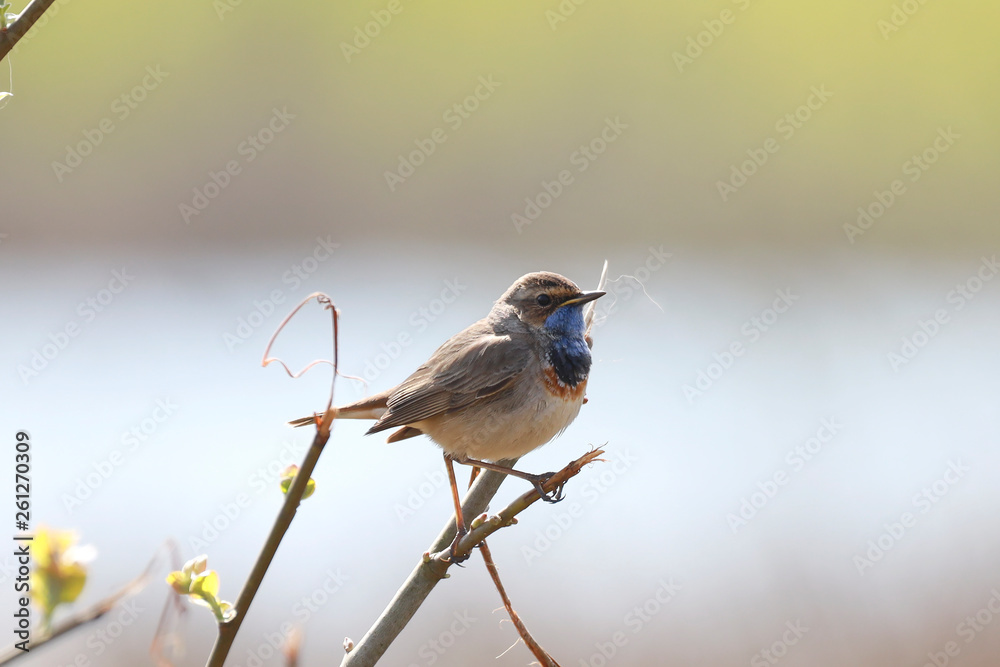 Fototapeta premium Blaukehlchen