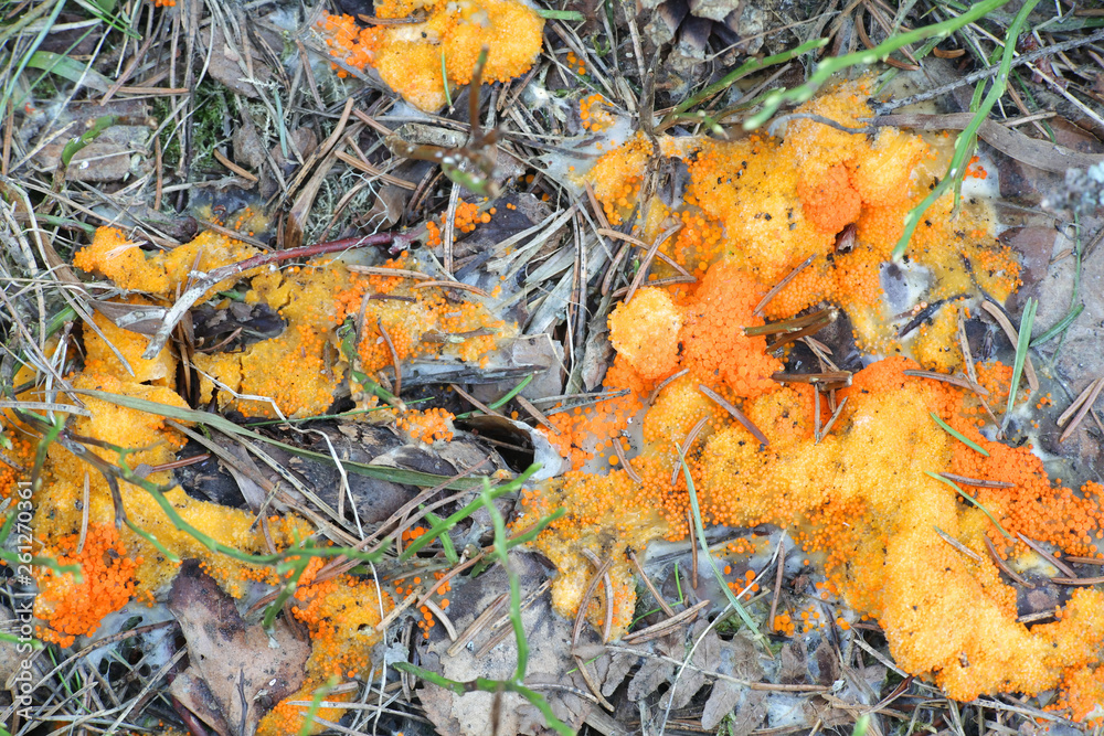 Fym Well Rotted Foto de Orance cup fungus, Thelebolus terrestris, a species of fungi ...