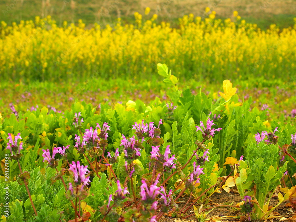 Fototapeta premium 菜の花と仏の座咲く江戸川河川敷風景