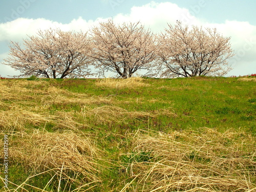 春の江戸川土手と桜並木風景