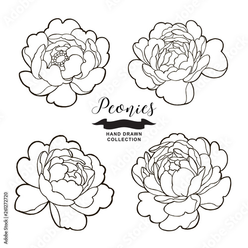 Peony flowers outlines. Hand drawn flowers isolated on white background. Floral elements vector illustration.