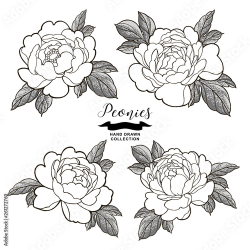 Peony flowers outlines. Hand drawn flowers isolated on white background. Floral elements vector illustration.