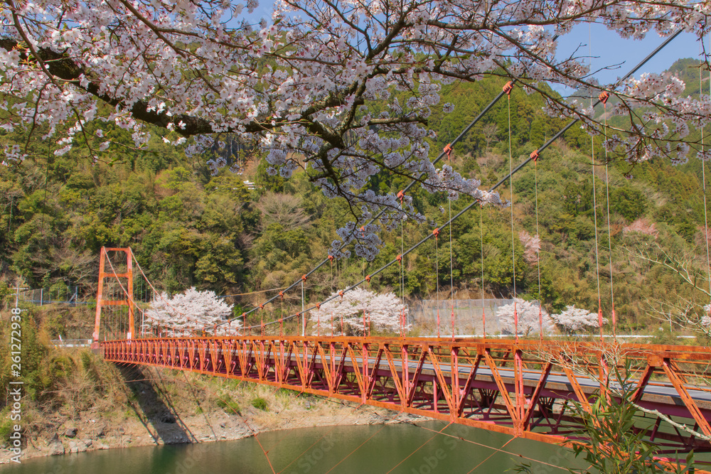 日向神ダム　赤い鉄橋と桜　hyugami dam 　Red iron bridge and cherry blossoms　福岡県八女市