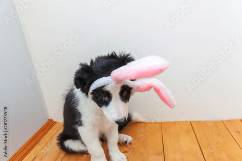Happy Easter concept. Funny portrait of cute smilling puppy dog border collie wearing easter bunny ears indoor at home. Preparation for holiday. Spring greeting card