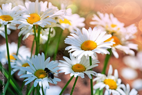 Fototapeta Naklejka Na Ścianę i Meble -  Macro shot of white daisies and bee. Summer background.