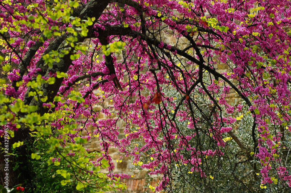 Mexican Redbud Tree Springtime Blossoms. Cercis siliquastrum. Mexican Redbud Tree Springtime Blossoms. Cercis siliquastrum.