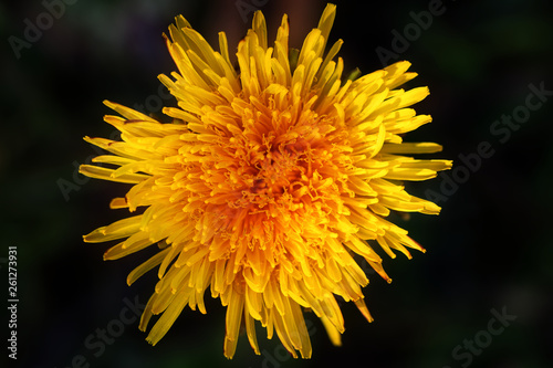 closeup of yellow flower