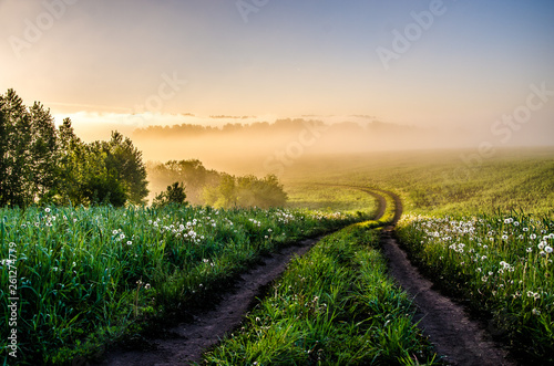 early morning. forest hiding in the fog. forest path