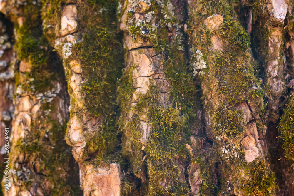 Background - tree texture with moss and fungus Background - tree texture with moss and fungus