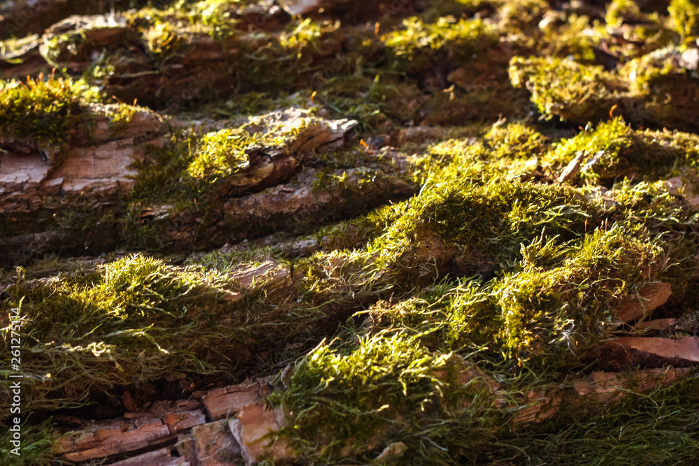 the texture of the wood overgrown with moss