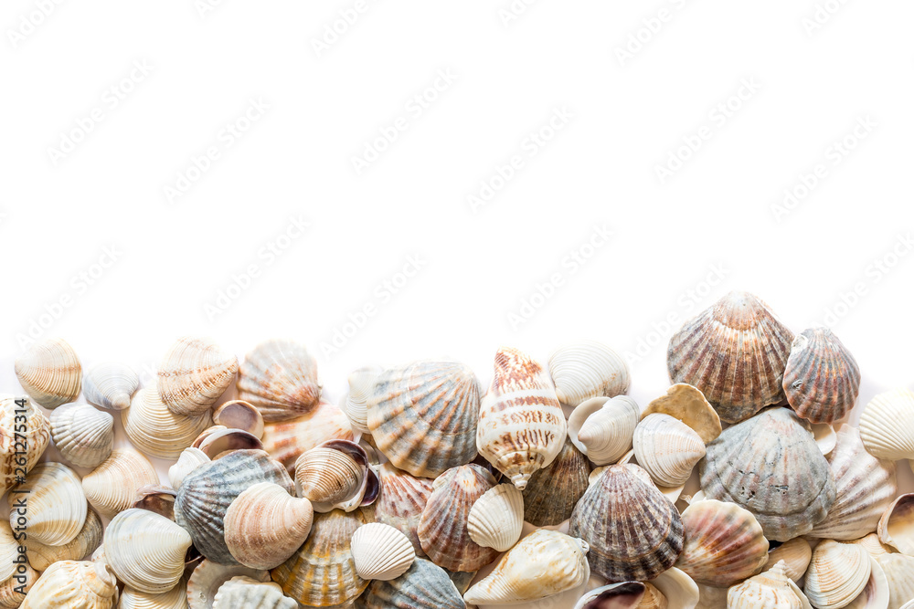 Background of beautiful different seashells isolated on top with space for text. Mollusk seashell texture.