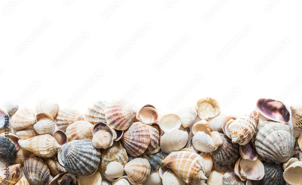 Background of beautiful different seashells isolated on top with space for text. Mollusk seashell texture.