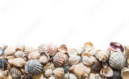 Background of beautiful different seashells isolated on top with space for text. Mollusk seashell texture.