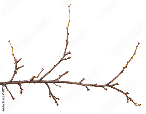 Branch of an apricot fruit tree  with buds on an isolated white background.