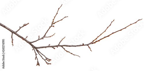 Branch of an apricot fruit tree, with buds on an isolated white background.