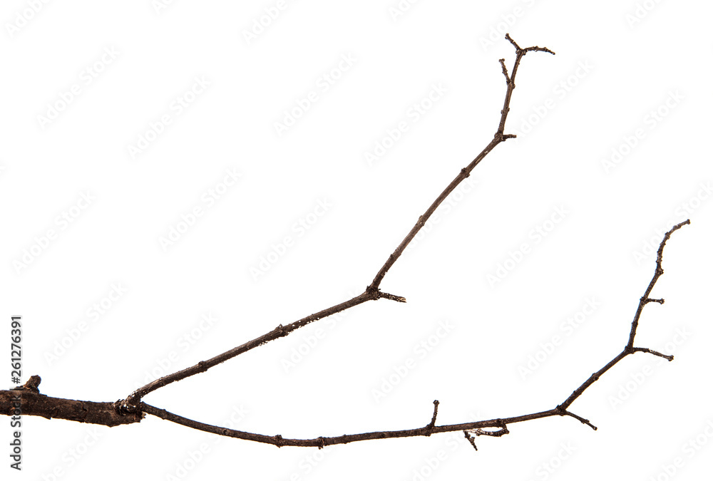 A branch of lilac bush on an isolated white background. A branch of lilac bush on an isolated white background.