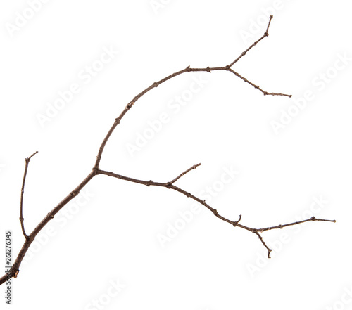 A branch of lilac bush on an isolated white background. © Юлия Буракова