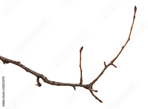 Dry pear tree branch on an isolated white background. Snag