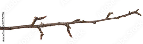 Dry pear tree branch on an isolated white background. Snag