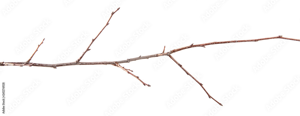 Branch of plum fruit tree on an isolated white background.
