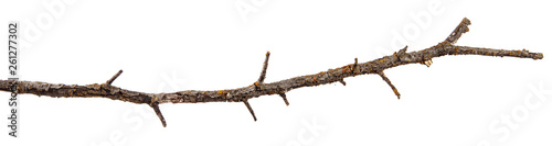Dry branch of a tree on an isolated white background with cracked bark and patina. Wooden bark