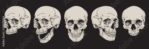 Anatomically correct human skulls set isolated. Hand drawn line art vector illustration