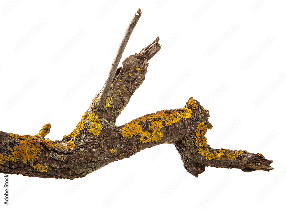 Dry branch of a tree on an isolated white background with cracked bark and patina. Wooden bark Dry branch of a tree on an isolated white background with cracked bark and patina. Wooden bark