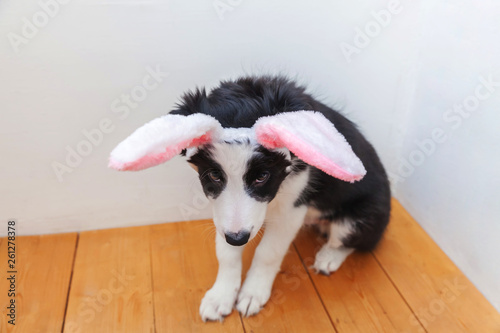 Happy Easter concept. Funny portrait of cute smilling puppy dog border collie wearing easter bunny ears indoor at home. Preparation for holiday. Spring greeting card