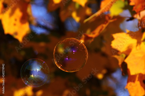 soap bubbles on the background of autumn leaves