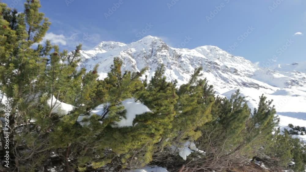 Panoramic view of the snow-capped mountain in winter with fir tree moved by the wind. Panoramic view of the snow-capped mountain in winter with fir tree moved by the wind.
