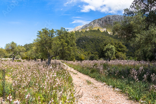 Near the Lluc Monastery on Mallorca photo