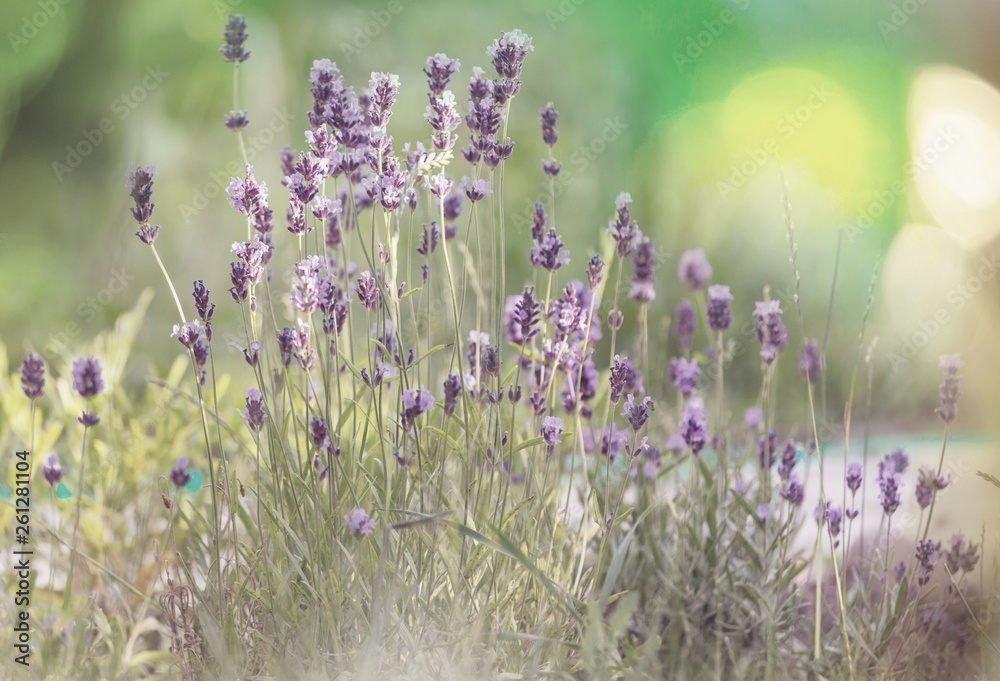 Naklejka premium Sunny meadow