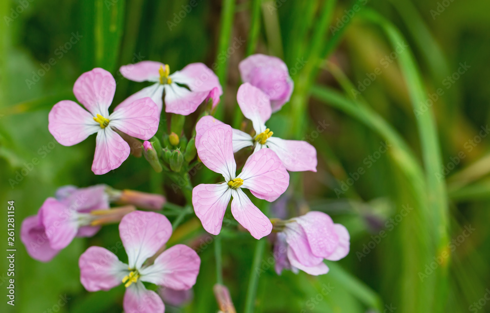 beautiful flowers in spring in israel beautiful flowers in spring in israel