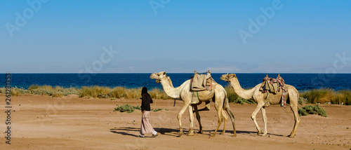 driver leads a herd of three camels along the coast