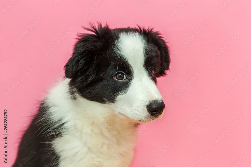 Funny studio portrait of cute smilling puppy dog border collie isolated on pink pastel background. New lovely member of family little dog gazing and waiting for reward. Pet care and animals concept