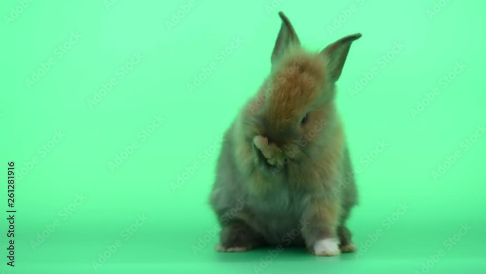 Cute little brown bunny rabbit clean one foot on green screen background Cute little brown bunny rabbit clean one foot on green screen background