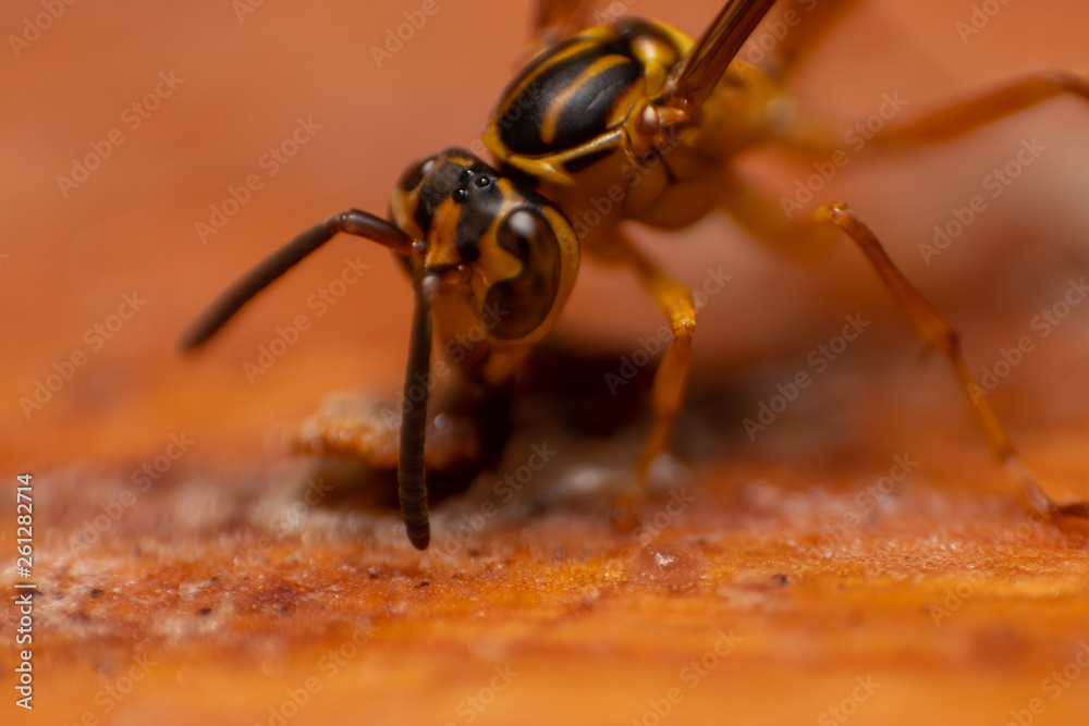 Macro photo of a striped yellow wasp. Photographed in Minas Gerais, Brazil. Macro photo of a striped yellow wasp. Photographed in Minas Gerais, Brazil.