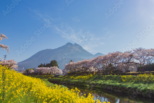 桜と菜の花と由布岳 cherry blossoms and canola flower and Mt. Yufudake 大分県湯布院 Yufuin