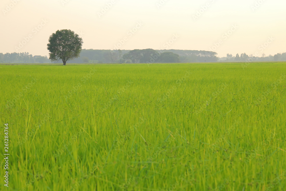 Young rice plant in rice fields and tree