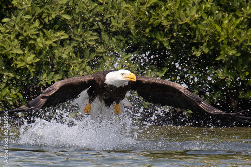 Close up of one Bald Eagle springing up from the Gulf Intracoastal Waterway near Englewood, Florida, after trying to catch a fish