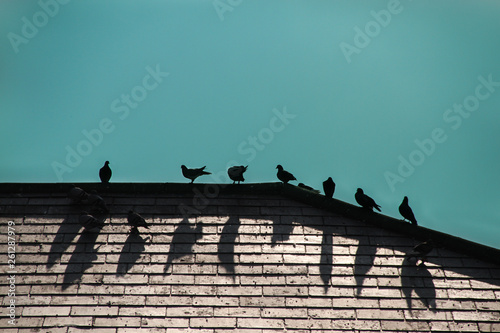 Minimalist birds silhouette on the roof