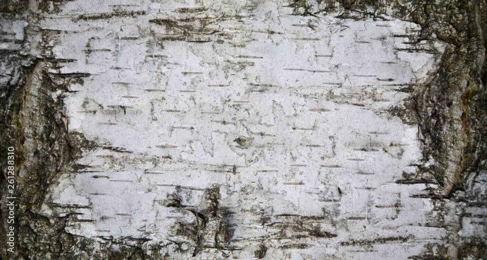 Fototapeta premium Close view of birch bark. Nature texture or background.