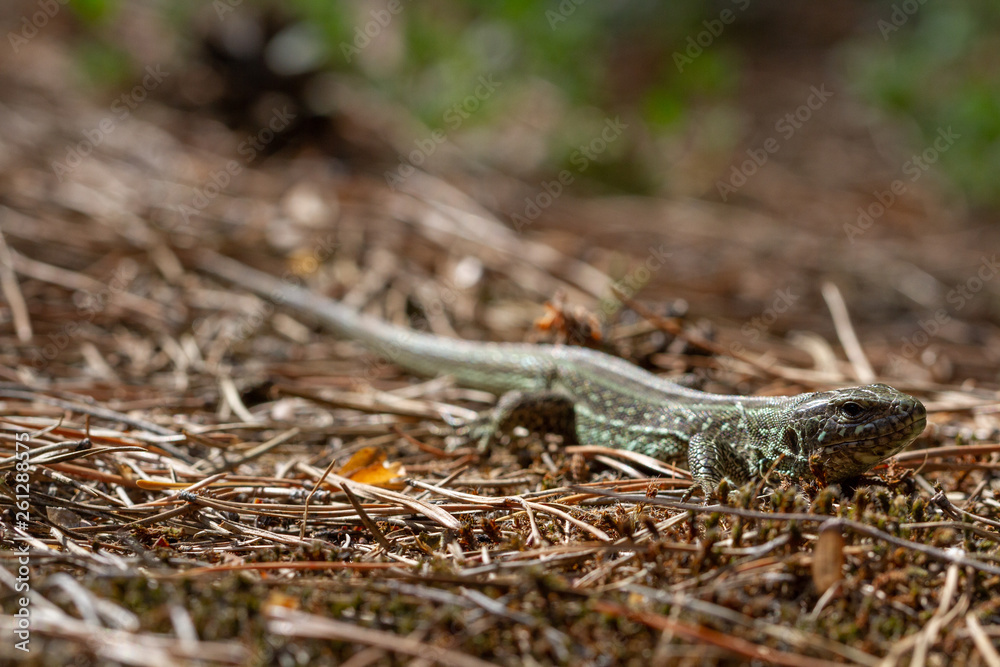 Fototapeta premium Sand lizard (Lacerta agilis) close-up