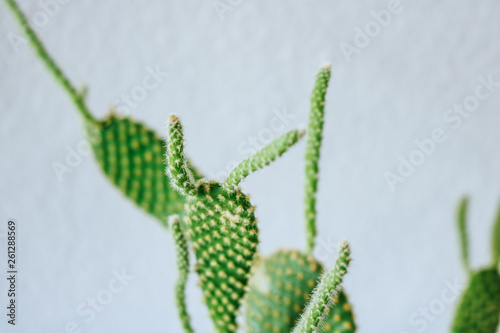 Cactus plant developing an Etiolation (unusual long and tendril-like, lighter growth due to lack of light)  photo